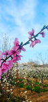 一枝花