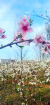 一枝花
