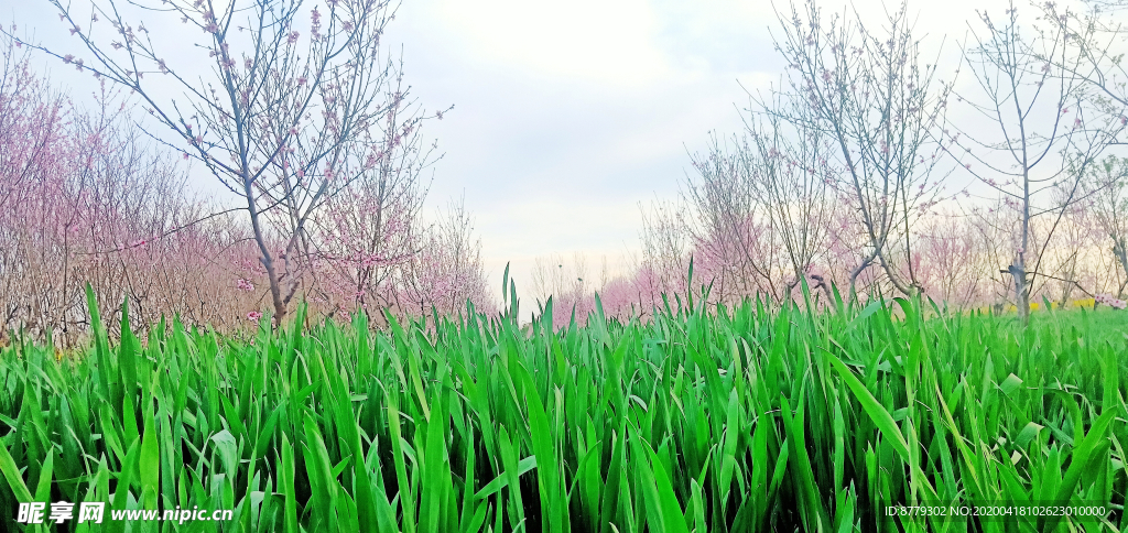 麦田