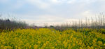 油菜花