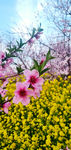 一枝花