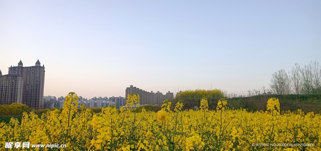 油菜花