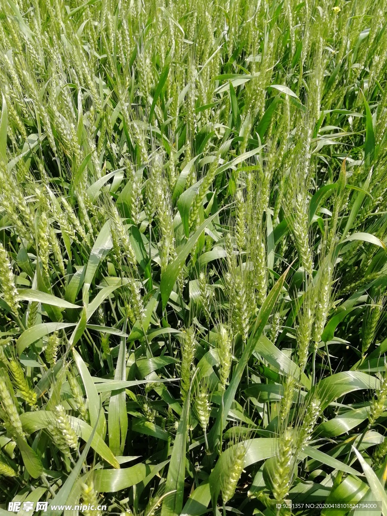 小麦 麦地 麦子 植物 麦哨