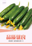 小黄瓜