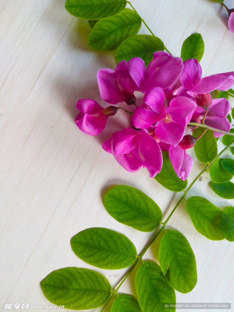 紫槐花