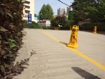 小区内绿树