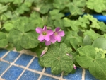 红花酢浆草 铜锤草