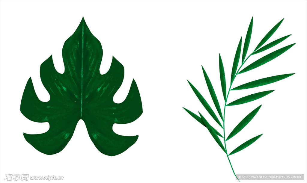 热带植物