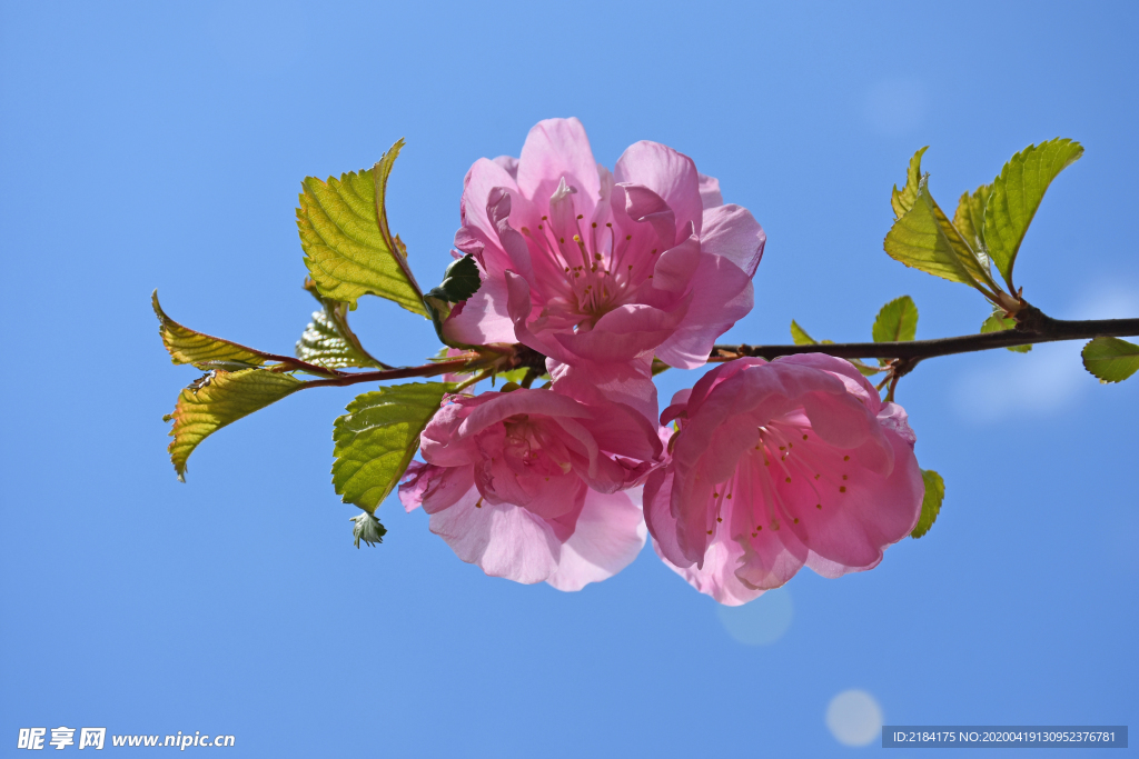 桃花