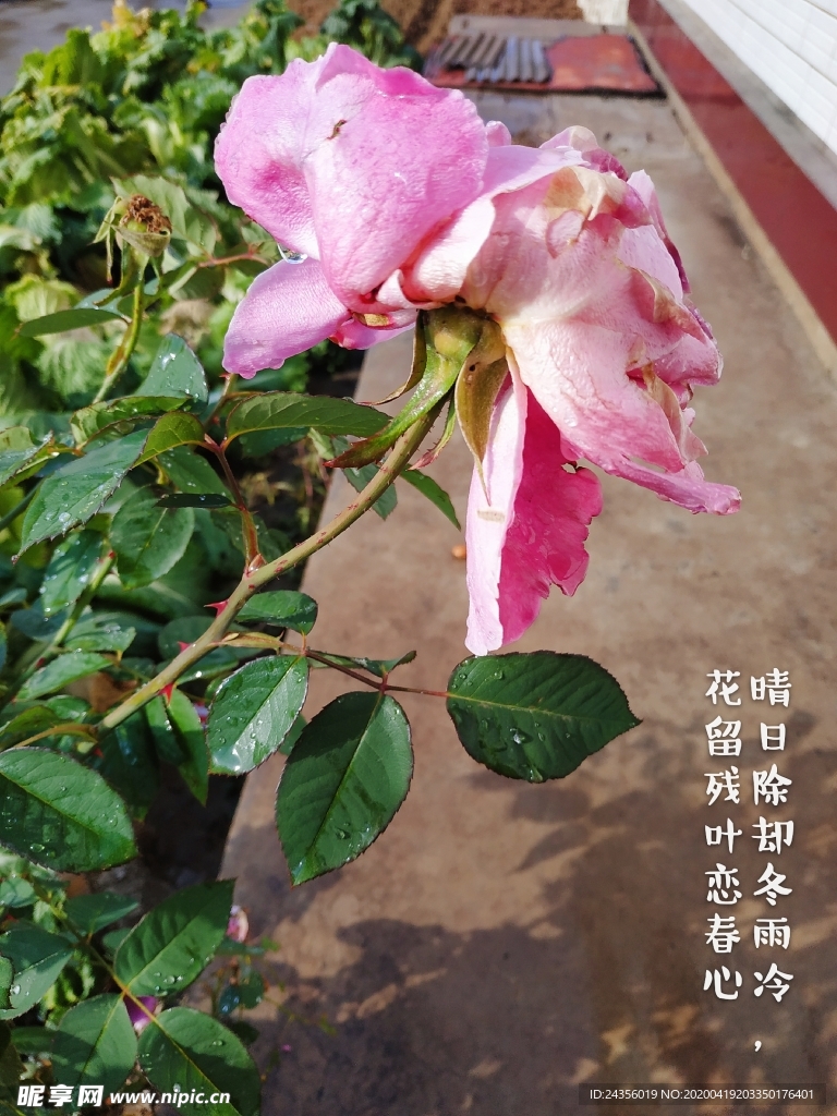 月季花