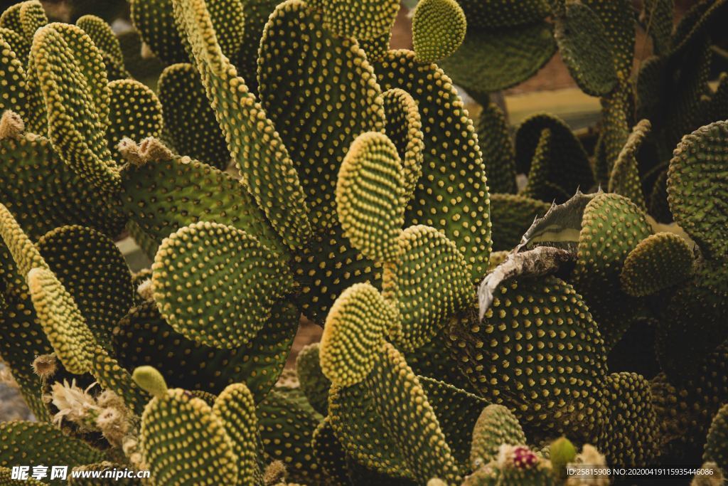 仙人掌仙人掌花图片