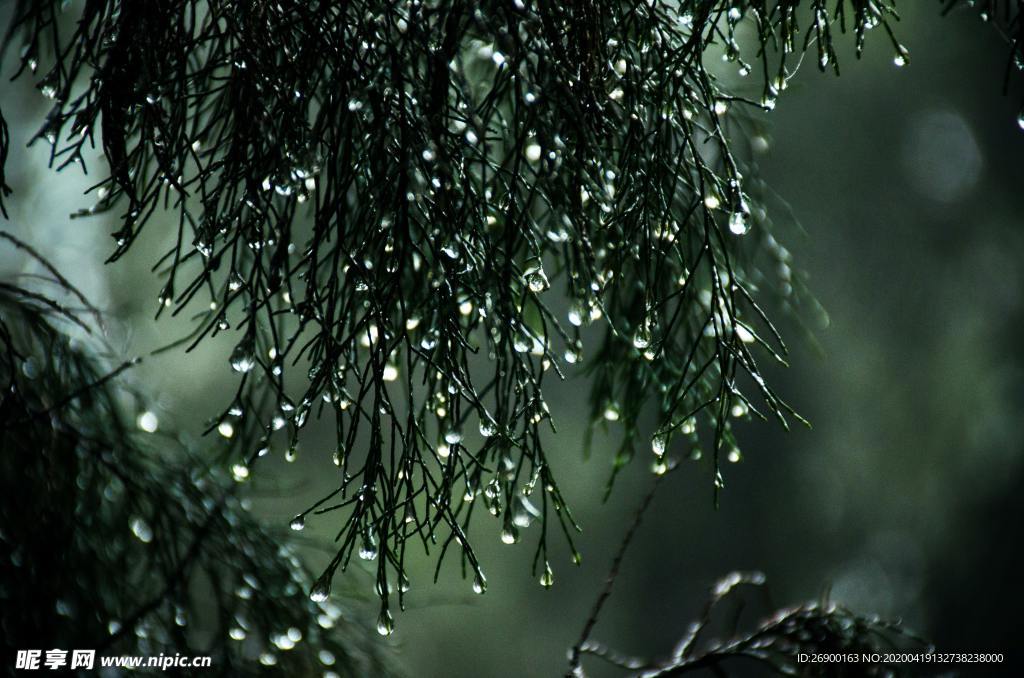 雨天的松树