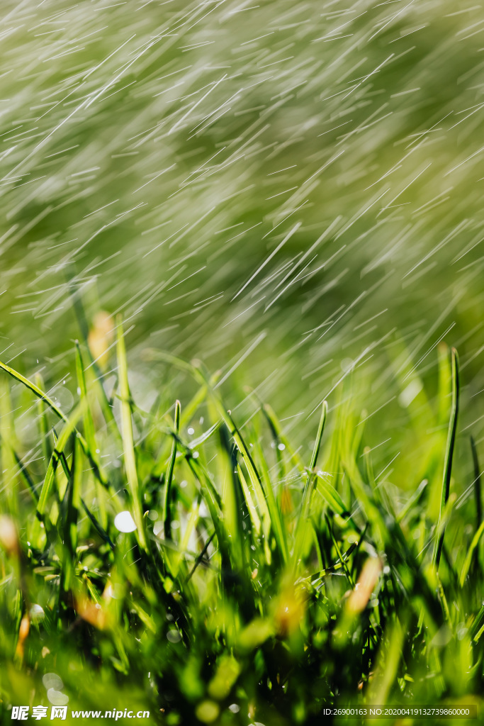 雨水中的草