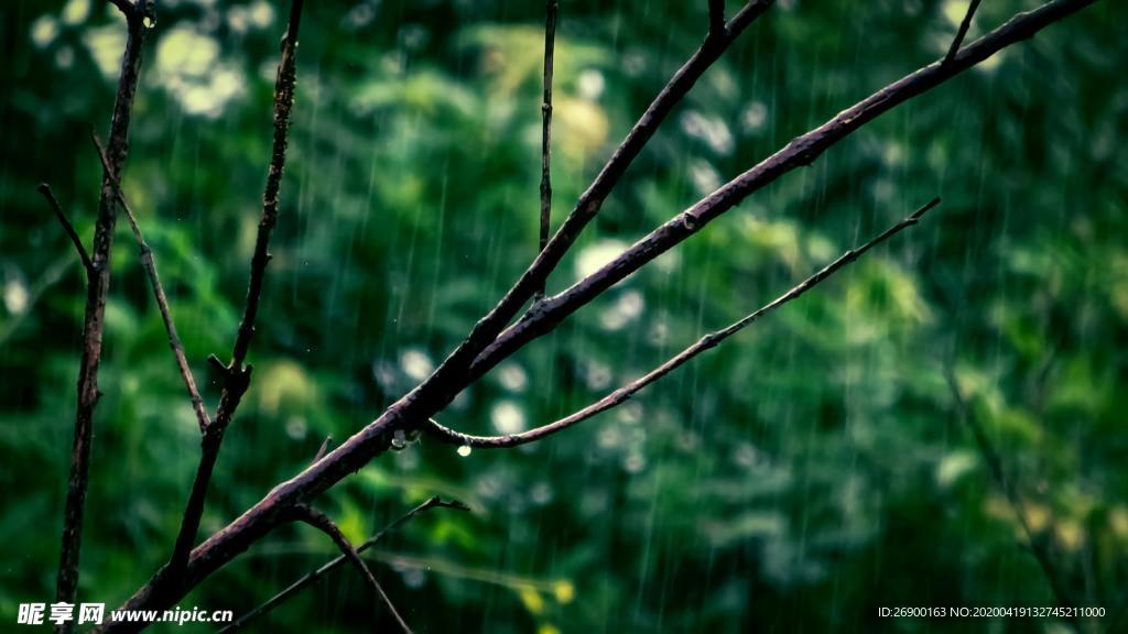 雨中的植物