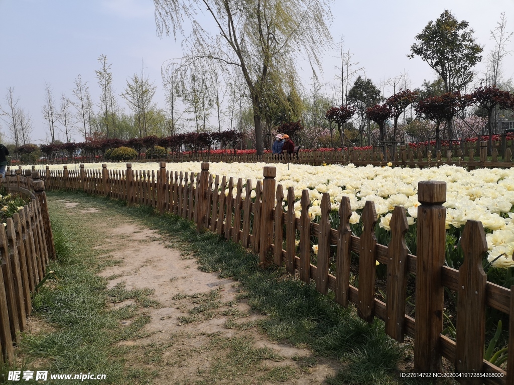 荷兰花海郁金香风景图栅栏