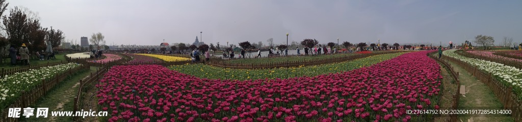 荷兰花海郁金香风景全景图