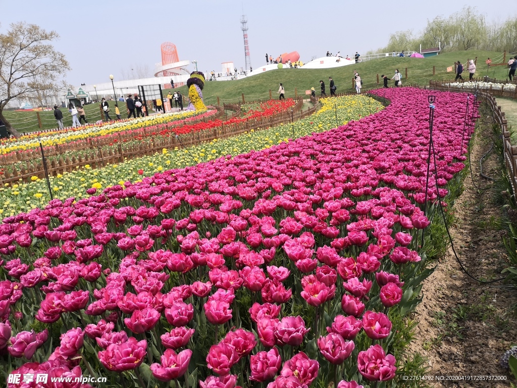 荷兰花海郁金香风景图