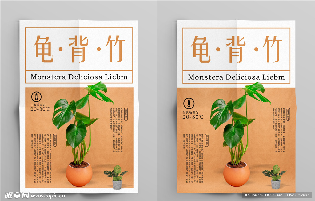 龟背竹海报