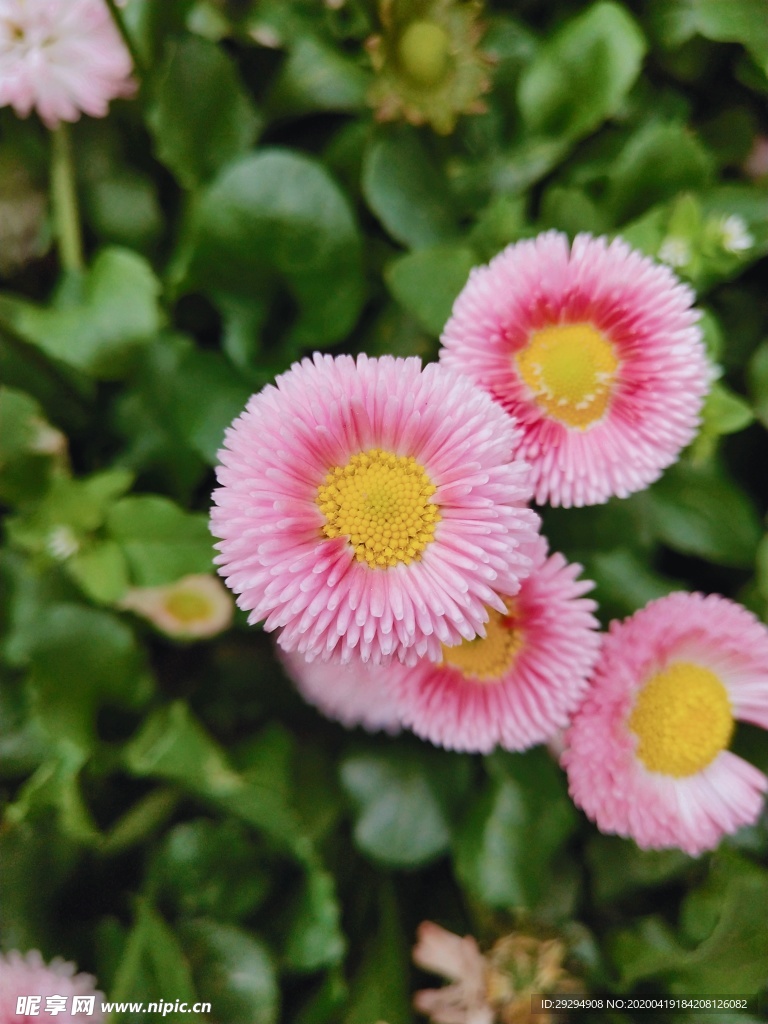 雏菊花