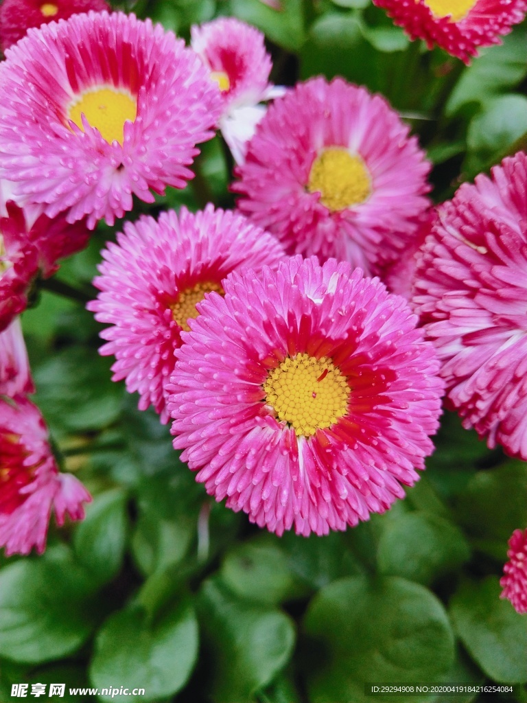 雏菊