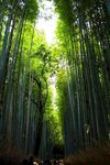 竹子
