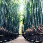 竹子