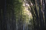 竹子