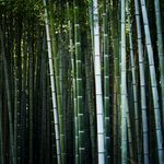 竹子