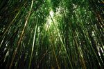 竹子