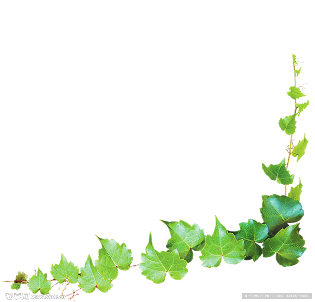 花边素材