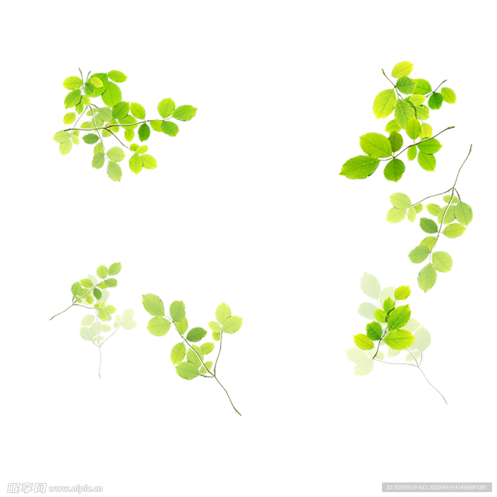 花边素材