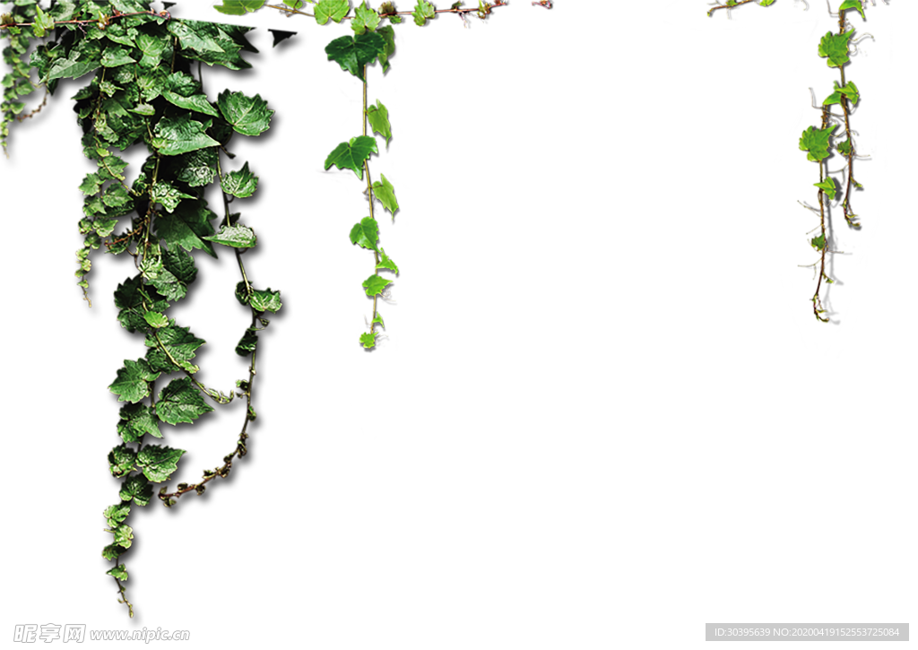 花边素材
