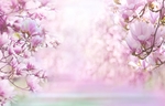 玉兰花