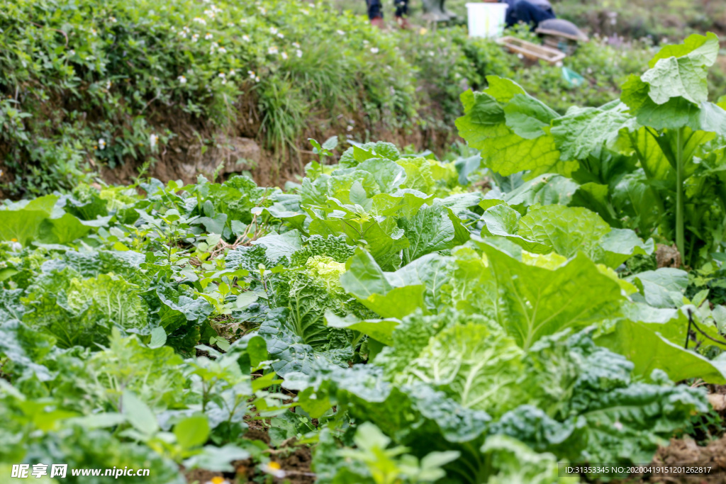 农村种白菜高清素材