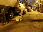 猫的回眸