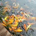 观赏鱼鲤鱼图片