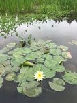莲花