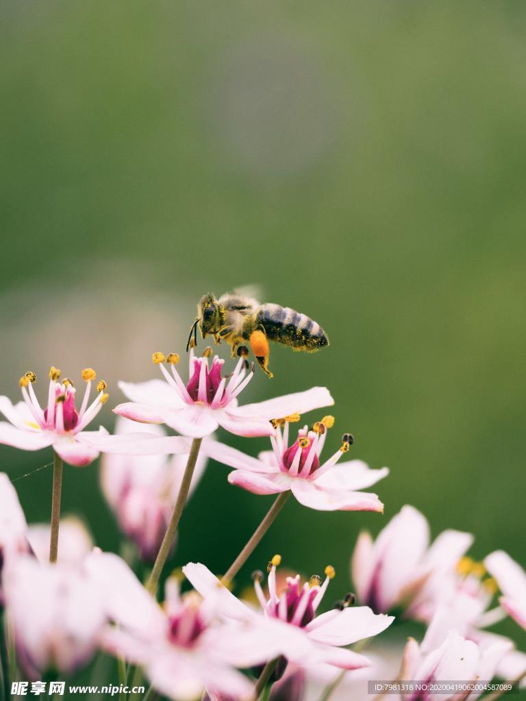 蜜蜂