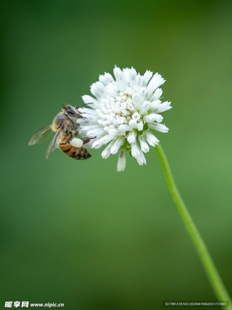 蜜蜂