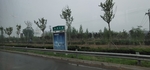 草 树 路边 天空 阴天 宇宙