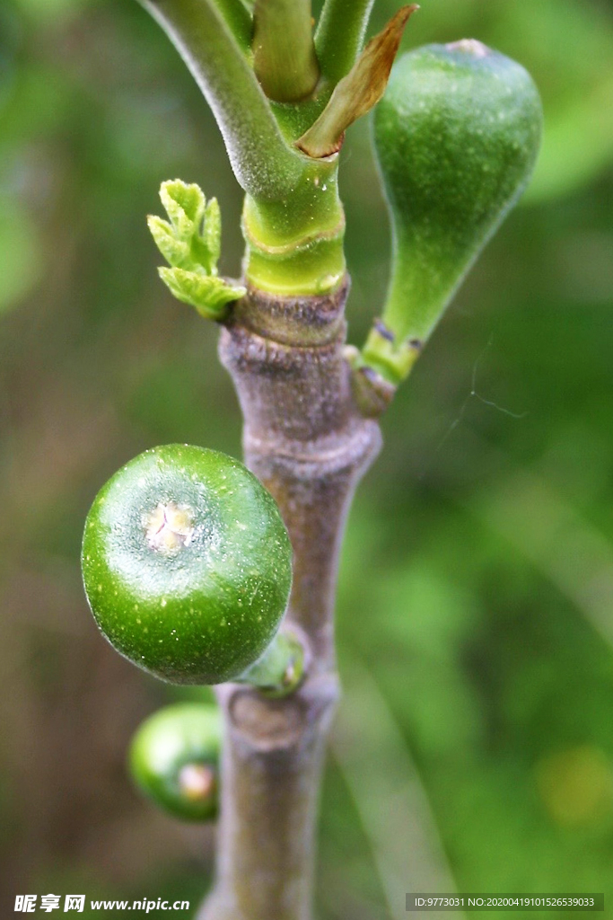 无花果