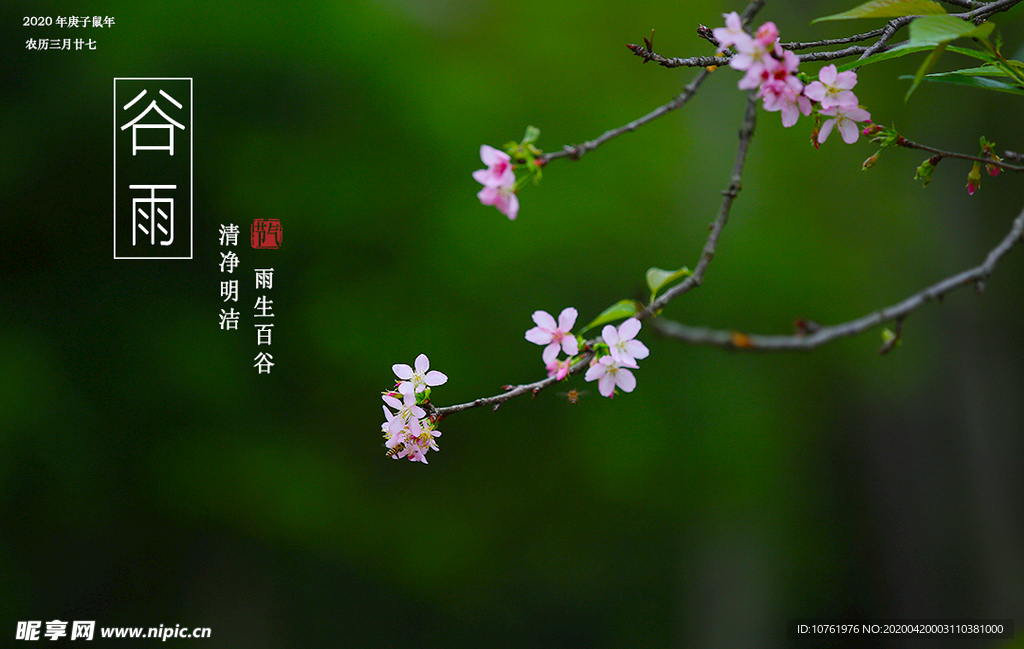 谷雨摄影图片