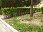 公园 绿树成荫 树木   树叶
