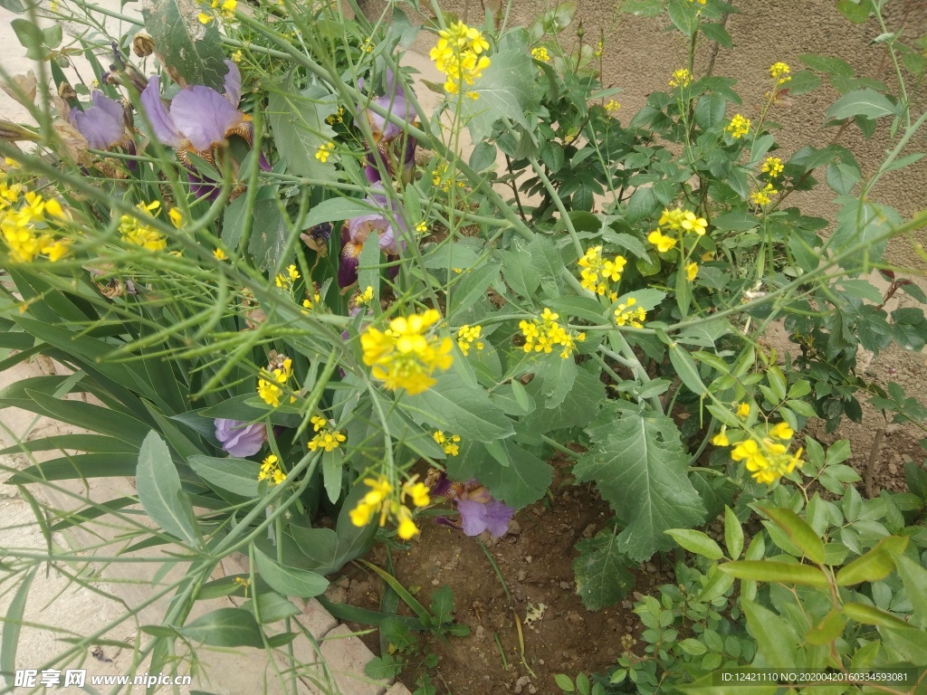 油菜花  黄花  绿植