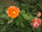 花朵  绿叶  刺玫  红花