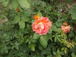 花朵  绿叶  刺玫  红花