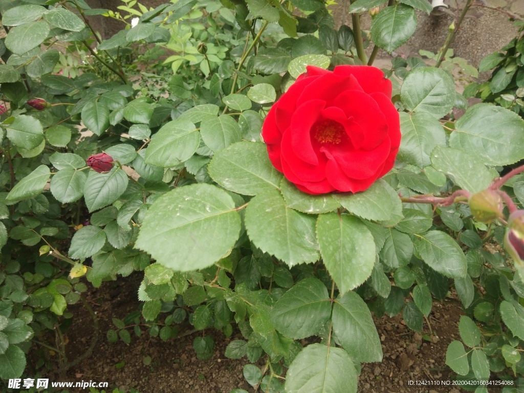 花朵  绿叶  刺玫  红花