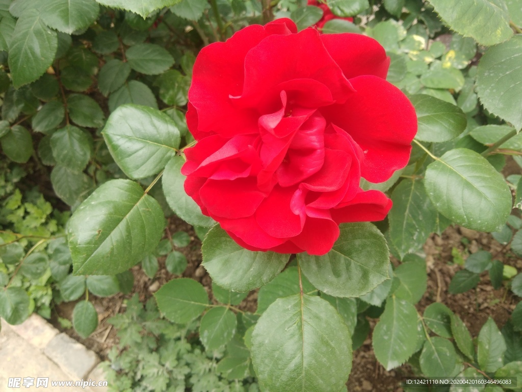 花朵  绿叶  刺玫  红花