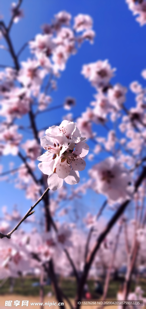 桃花 花卉