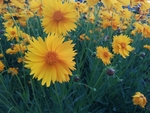 金鸡菊